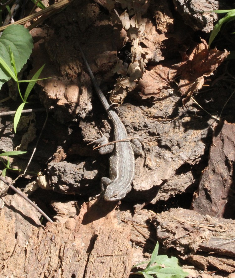 The Blue-bellied Lizard ... What is This Little Guy?